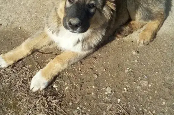 Пропала собака в деревне Алехново, Истринский р-н