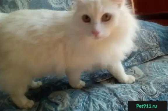 Найден белый кот в метро Отрадное