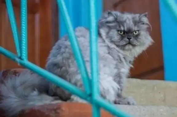 Пропала кошка в районе Сахарного завода, Лабинск, вознаграждение за информацию.