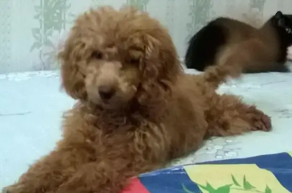 Собаки потеряшки, поселок Манский, фото: Потеряшка собака в п. Манский 02.07.2016