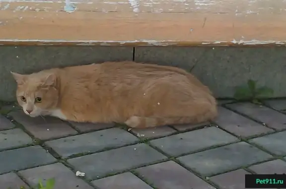 Найдена кошка на ул. Щорса, 44А.