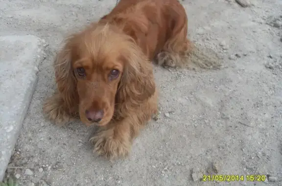 Пропала собака на трассе Благовещенск-Свободный