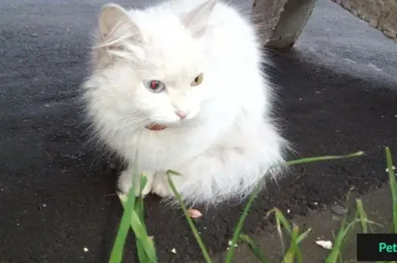 Потерянная белая кошка на ул. Кальной, 77 в Рязани