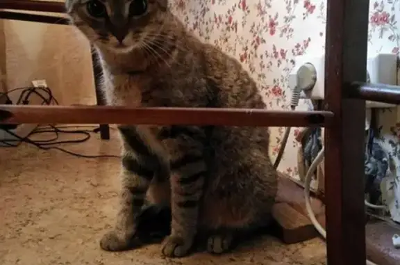 Найдена кошка в электричке на Куровская-Москва-Казанская