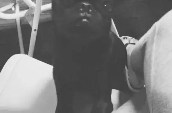 Собаки потеряшки, коллективное садоводство Луч, фото: Потеряшка собака в районе Кольца Малиновского-Таганрогская, Сады Луч.