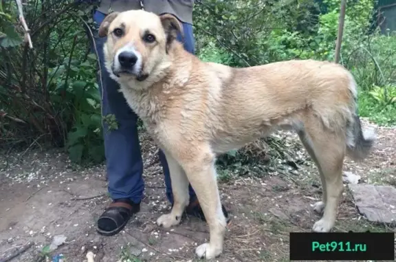 Найдена собака в Москве, м. Домодедовская, апрель-май 2016