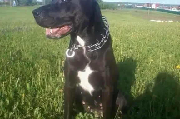Найдена собака в Суханово, ищем хозяев или добрые руки
