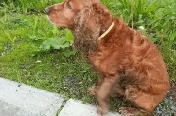 Потерян пес на Русской улице, Владивосток