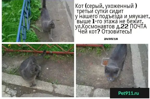 Пропала кошка Кот на ул. Космонавтов