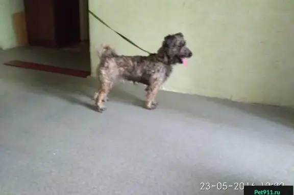 Собака найдена на прудах, метис цвергшнауцера, Москва, метро Пражская.