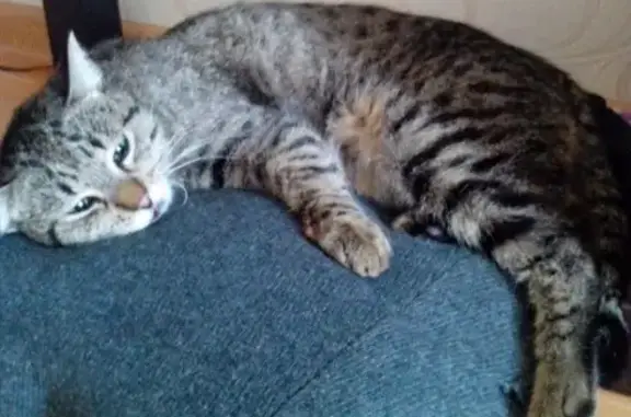 Найден сбитый кот на Красных Партизана, 557, Краснодар