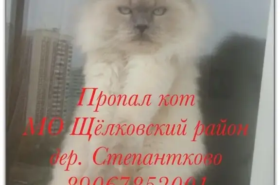 Пропал котенок в дер. Степаньково, Щелковский район, МО