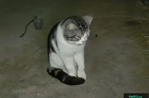 Найден породистый котик в Краснодаре, ул. Восточно-Кругликовская, 70