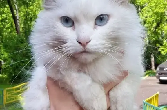 Найден потеряшка - ярко-белый котик с голубыми глазами, адрес: Совхозная улица, 27.