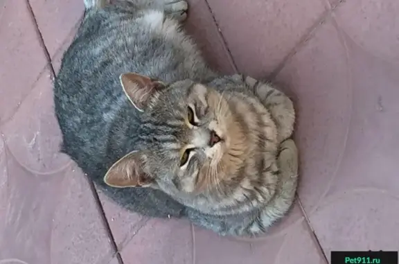 Найден ласковый кот в Ханты-Мансийске