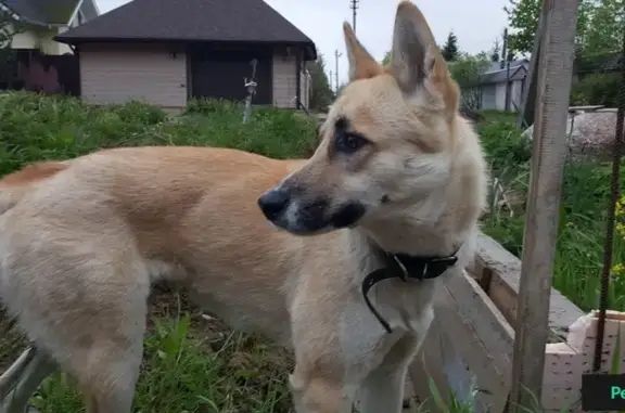 Найдена собака в районе Медного озера, Ленобласть
