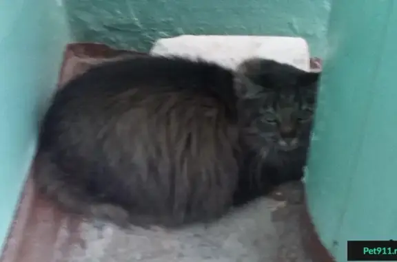 Найден пушистый кот на ул. Красных Зорь