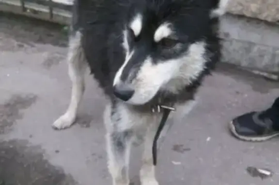 Найдена собака на улице Подвойского