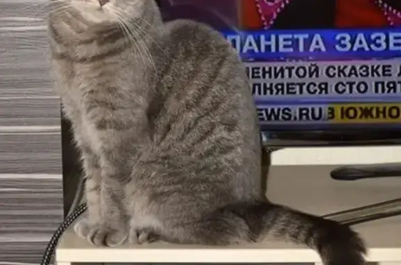 Пропала кошка Милка в районе дач в п. Ростовка, Омск.