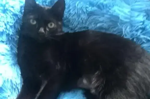 Пропала чёрная кошка в Московском районе, Брест пр. Любимова 15к3
