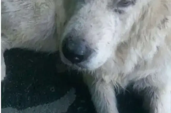 Найдена собака с ломанными лапами в Сочи