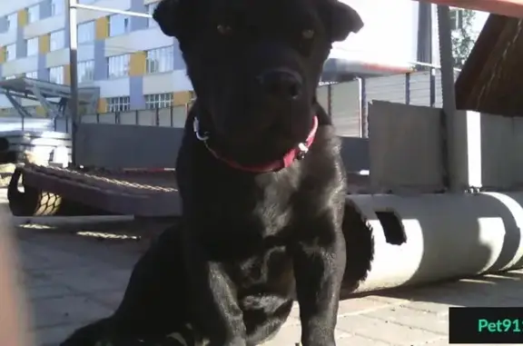 Найдена черная собака возле революционной 41, Дербент.