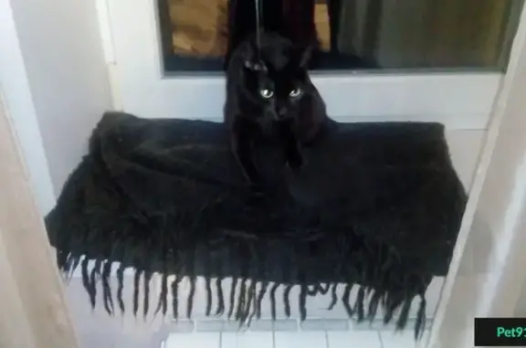 Найдена чёрная кошка на ул. Кольцевой 32