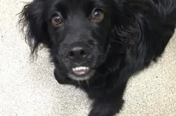 Найден черный пес в районе Рекинцо, владельцы отзовитесь