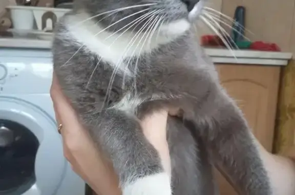 Найдена кошка, Ростов-на-Дону, фото: Найдена кошка у магазина 