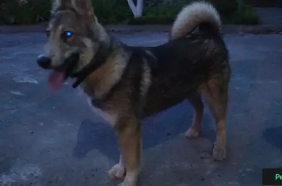 Найдена собака на Таганрогской улице