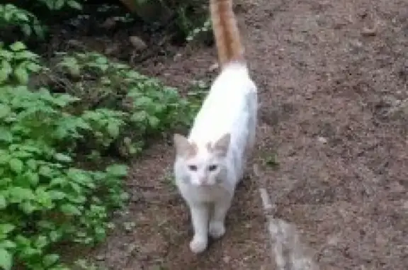 Найдены кошка и кот в Пушкинском районе