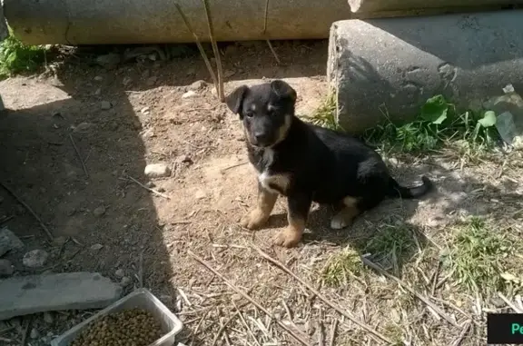 Найден щенок в Лобне, Текстильная ул. 14, нужен дом