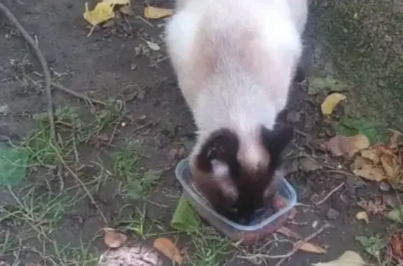 Найдена породистая кошка на ул. Селезнева, 128