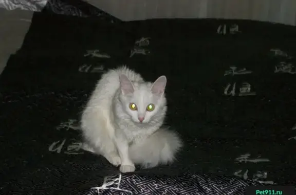 Пропала кошка на Ясеневой 41к1, белый окрас с красной верёвочкой на шее
