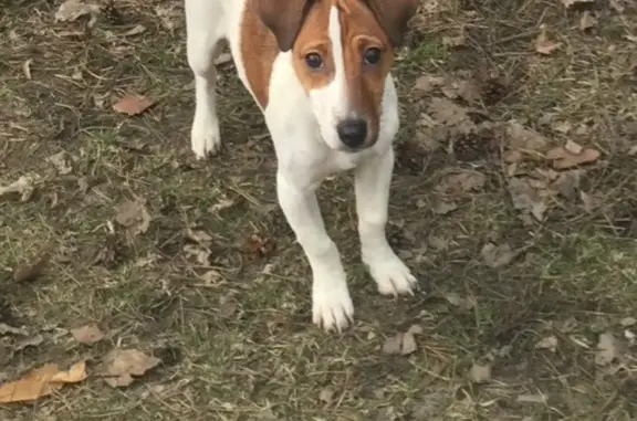 Пропала собака в посёлке Божатково