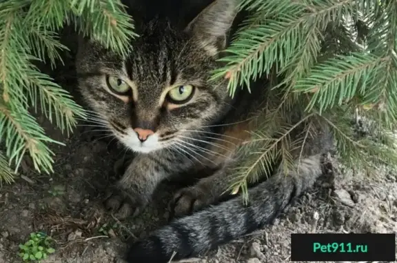 Найдена кошка на улице Грина в Москве