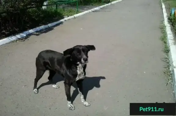Найден умный пес возле Иртышского поселка (Омск)