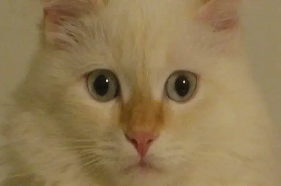 Кошки потеряшки, Тбилиси, фото: Потеряшка кошка в Московском мкр., д. 15