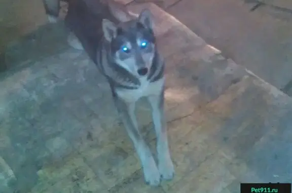 Найдена собака в Деревне Болва, Калужская область