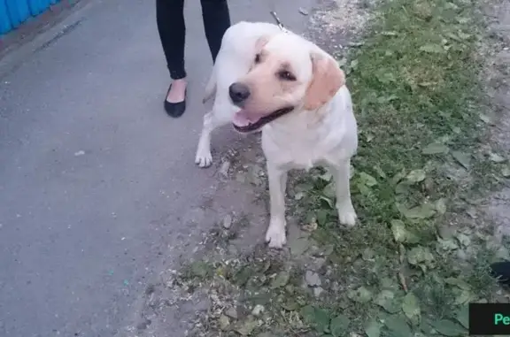 Найдена собака возле завода в Краснодаре