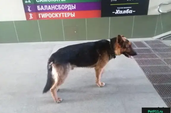 Собака с ошейником найдена в Минске, Малиновка.