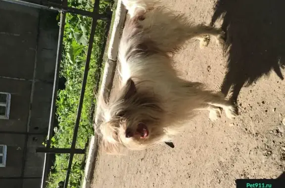 Найдена ласковая собака на ул. Татарстан
