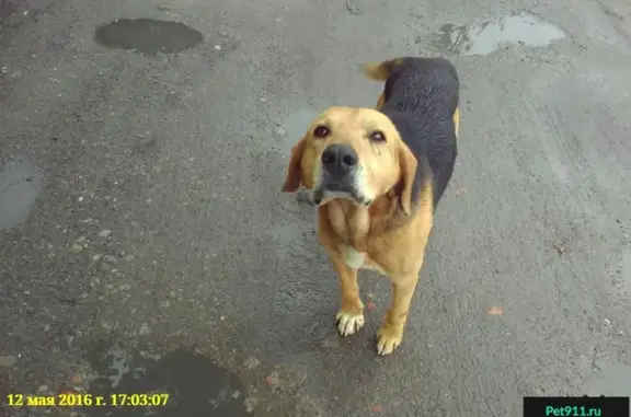 Найдена собака в Батайске, возле ул. Молдавской, дом 98