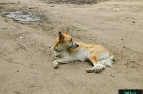 Собака найдена на ул. Бекетова, 66