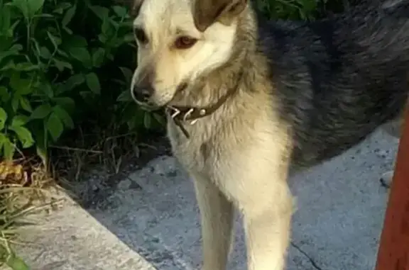 Найден молодой пес в Брянске, ищет хозяев.