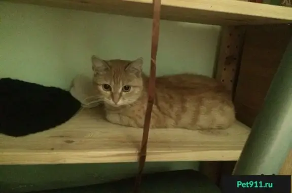Найдена рыжая кошка возле м. Красносельская