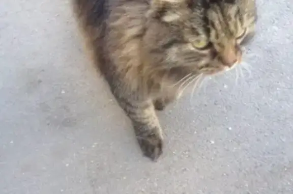 Найден кот на ул. Кедрова, нужна помощь