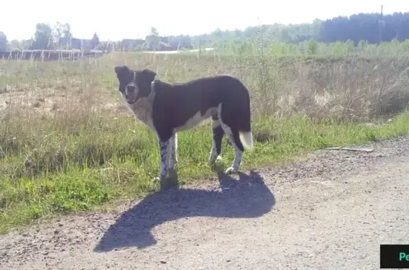 Собака найдена в деревне Крюково, Чеховский район.