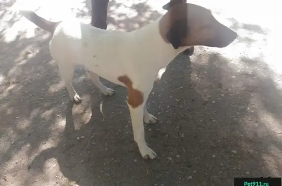 Найдена собака на ул. Рязанской, 22 в Туле