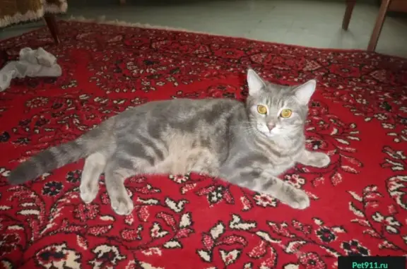 Пропала кошка Маруся в Тольятти, вознаграждение, ул. Жукова, 11 квартал